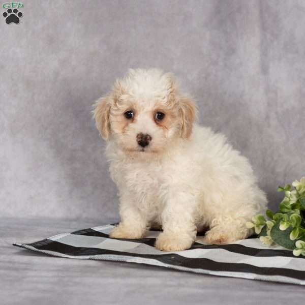 Percy, Bich-Poo Puppy